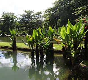 viel Grünes im Park