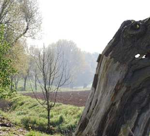 Der interessante Baumstupf unterwegs.