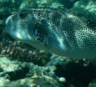 Großer Igelfisch am Hausriff