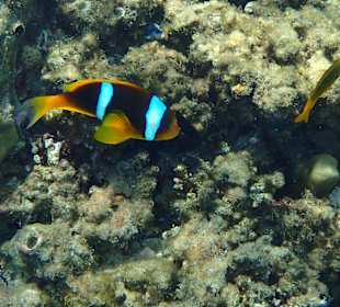 Das intakte Hausriff