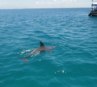 Delfin im Marinepark
