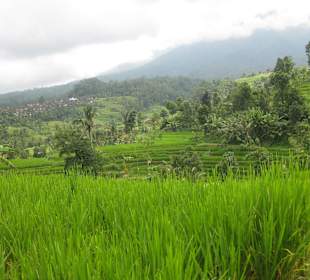 Unesco Reisterrassen
