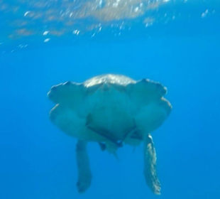 Schnorcheln bei den Turtles