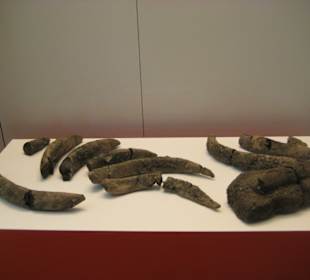 Rheinisches Landesmuseum - Seekuh