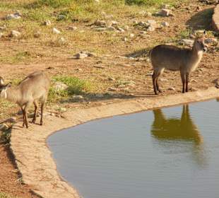 An der Wasserstelle erste Gäste