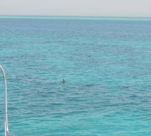 Delfine Delfine Delfine