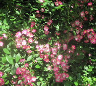 Botanischer Garten Augsburg