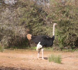 Straußenmann