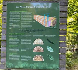 Baumwipfelpfad, Rügen