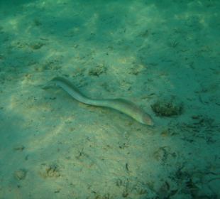 Kleine Muräne in der Badewanne