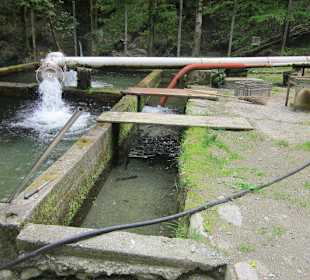 Forellenfarm und Agriturismo Punt di Reseg