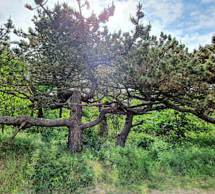 Wandern De Koog/Texel