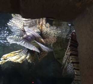  Lego X-Treme - Legoland Atlantis by SEA LIFE