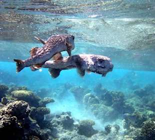 Больная рыба - Hotel Tropitel Sahl Hasheesh