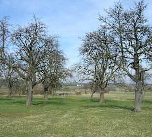 I boschi attorno al castello