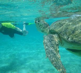 Grüne Meeresschildkröte