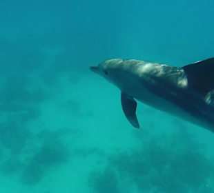 Ein Traum so nah bei den Delfinen