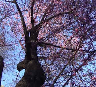 Real Jardín Botánico de Madrid
