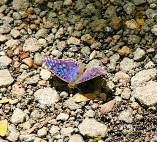 Junonia Rhadama am Morne Brabant