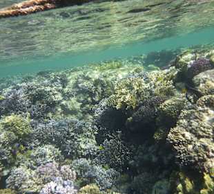 Schnorcheln Makadi Bay