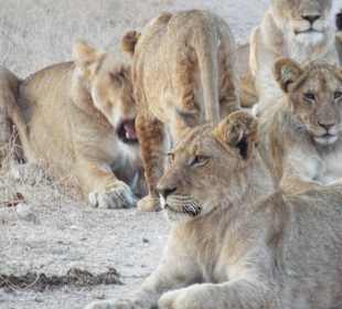 An der S101 nahe dem  Shingwedzi Camp