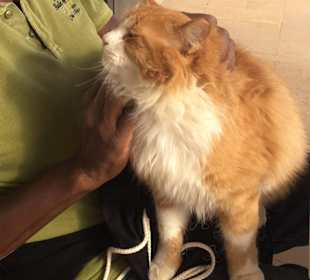 Schmusekatze Im Restaurant Piazza