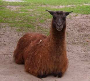 Das ist Horst