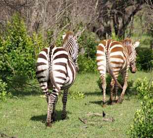 Zebras von hinten