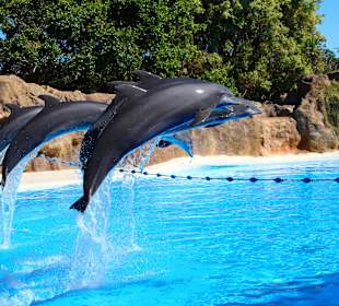 Loro Parque Delfinshow, sehr empfehlenswert