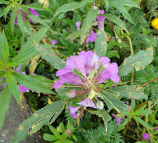 Wildlife Expeditions