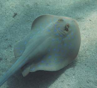 Rafa przy pomoście "Stella"