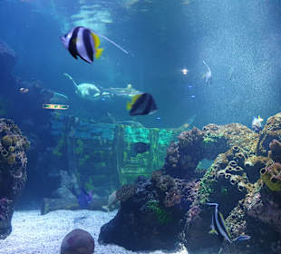 SeaLife