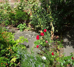 Der Bibelgarten des Bremer Doms