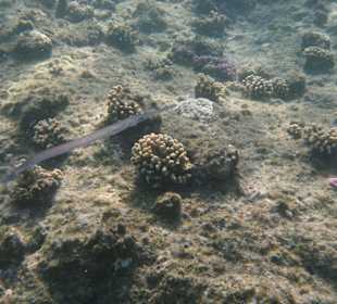 Poissons