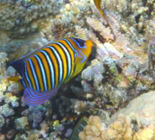 Hübsche Fische - Hotel Tulip Resort