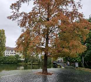Was für ein Herbstbaum