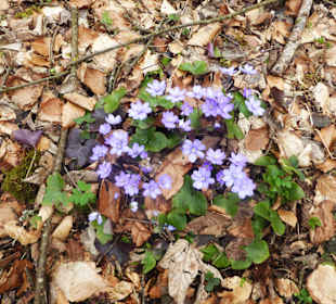 Naturschutzgebiet Kupferbachtal