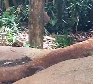 Singapur Zoo