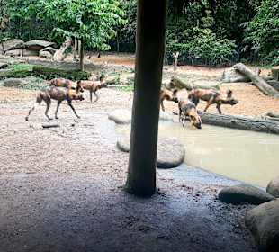 Singapur Zoo
