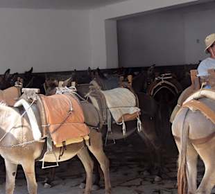 Oslí doprava v Lindosu