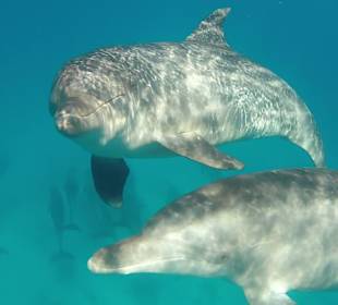 Schnorchelausflug 2014