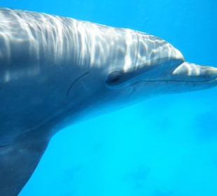 Delfin