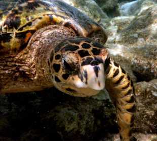 Schildkroete Hausriff Embudu