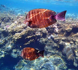 Indischer Segelflossendoktor