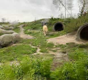 Wildlands Zoo in Emmen 