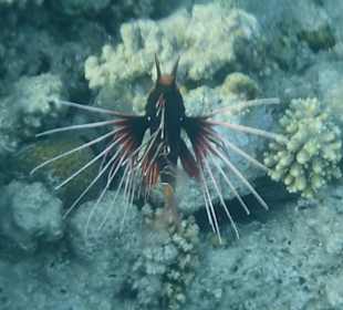 Rotfeuerfisch direkt am Steg vom Hotel Titanic Palace