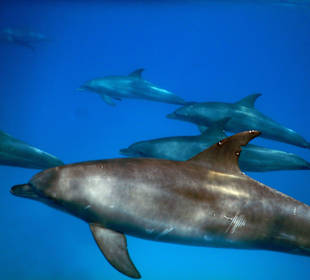 Delphinsafari mit Mo