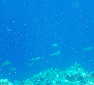 Schnorcheln Marsa Alam 