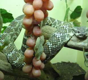 Rattlesnake Museum in Albuquerque