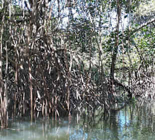 Mangrovenfahrt